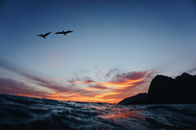 Ocean and seabirds